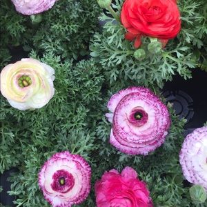 Meet your Posher, LC